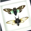 Real Cicada Taxidermy Collection Blue Clear Winged Cicadas Framed Vibrant White Display