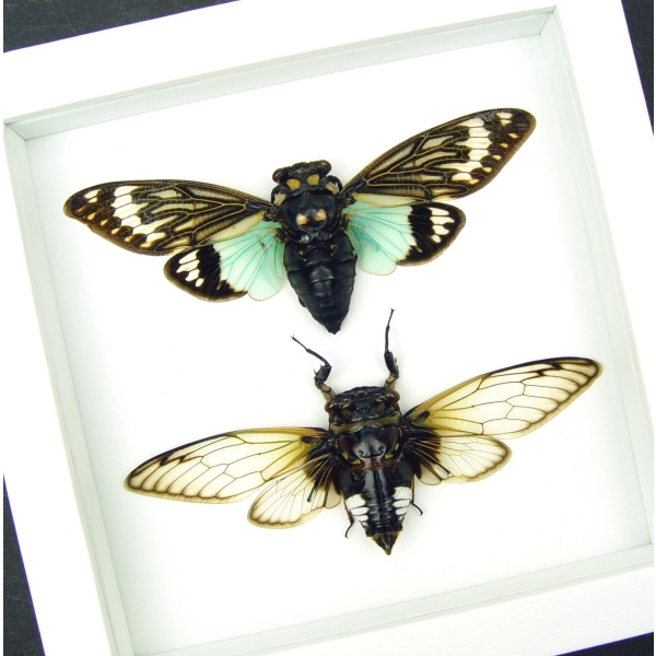 Real Cicada Taxidermy Collection Blue Clear Winged Cicadas Framed Vibrant White Display