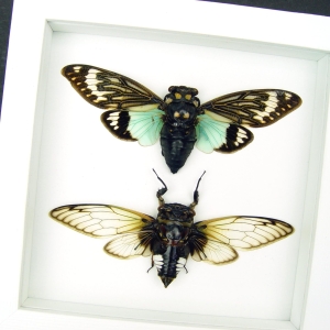 Real Cicada Taxidermy Collection Blue Clear Winged Cicadas Framed Vibrant White Display