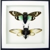 Real Cicada Taxidermy Collection Blue Clear Winged Cicadas Framed Vibrant White Display