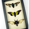 Blue Green Clear Winged Cicada Collection Real Framed Insect Taxidermy Display