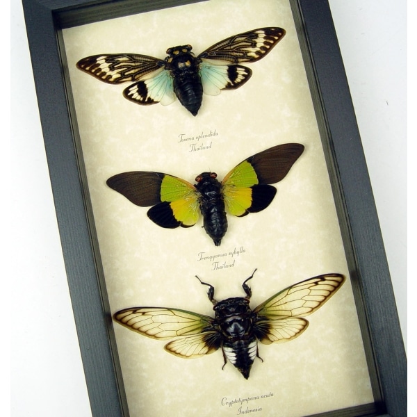 Blue Green Clear Winged Cicada Collection Real Framed Insect