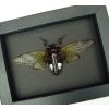 Clear Winged Cicada Framed Taxidermy Cryptotympana acuta Moonlight Display