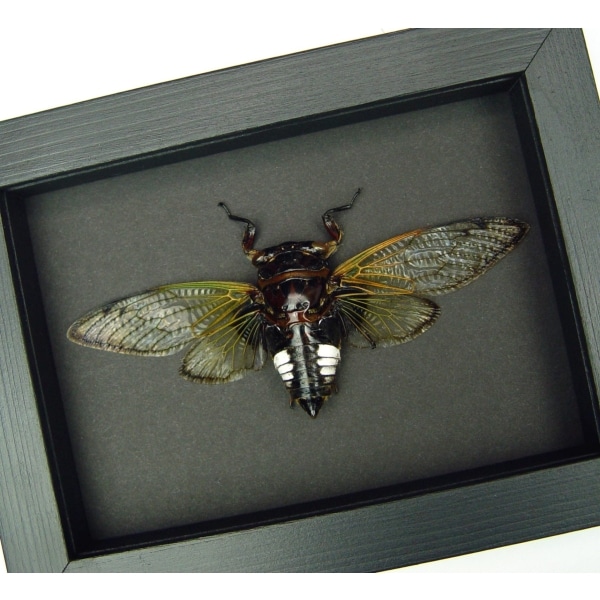 Clear Winged Cicada Framed Taxidermy Cryptotympana acuta Moonlight Display