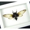 Green Clear Winged Banded Cicada Cryptotympana acuta Framed Taxidermy Vibrant White Display
