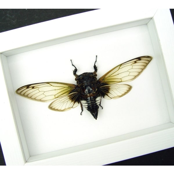 Green Clear Winged Banded Cicada Cryptotympana acuta Framed Taxidermy Vibrant White Display