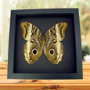 Real Framed Owl Butterfly Caligo atreus ajax Verso Taxidermy Moonlight Display
