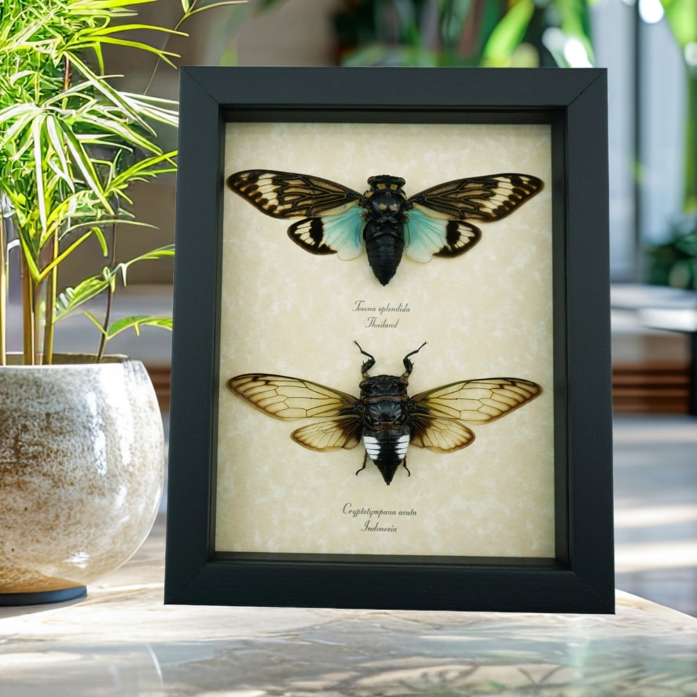 Framed Cicada Collection Blue Green Cicadas Real Framed Insect Taxidermy Display