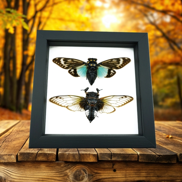 Framed Cicada Set Blue Clear Winged Cicadas Real Framed Insect Taxidermy Classic Black Display