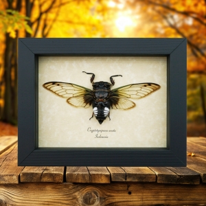 Clear Winged Cicada Cryptotympana acuta Framed Taxidermy Display