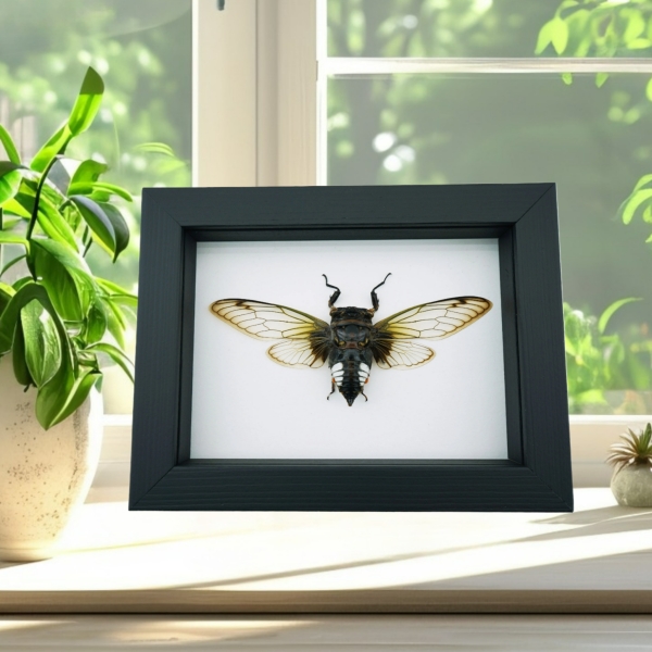 Framed Clear Winged Cicada Cryptotympana acuta Insect Taxidermy Classic Black Display