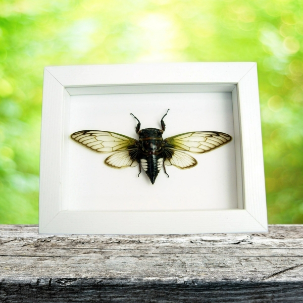Green Clear Winged Banded Cicada Cryptotympana acuta Framed Taxidermy Vibrant White Display