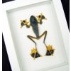Flying Parachute Tree Frog Rhacophorus reinwardtii Framed Taxidermy Vibrant White Display