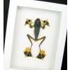 Flying Parachute Tree Frog Rhacophorus reinwardtii Framed Taxidermy Vibrant White Display