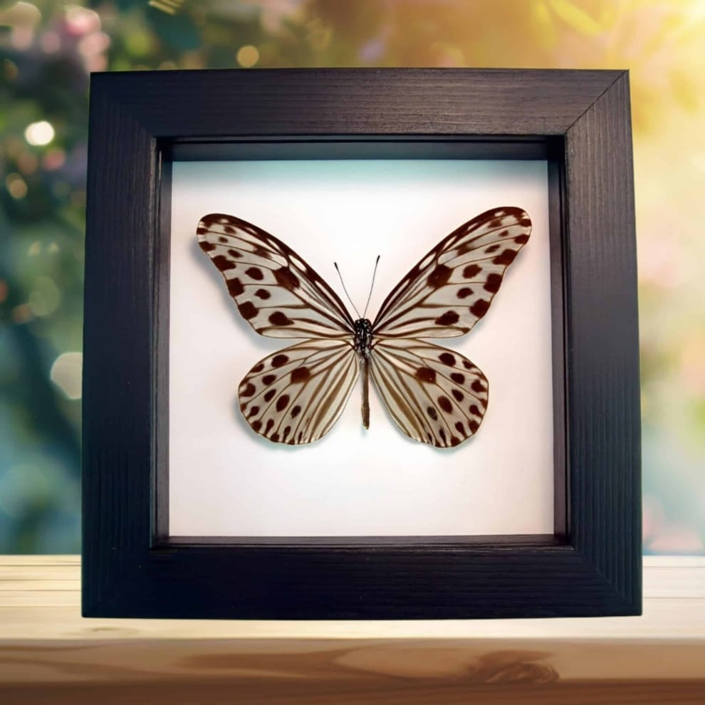 Framed Wood Nymph Butterfly Ideopsis Gaura Perakana Female Classic Black Display
