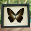 Morpho cisseis gahua Bronze Giant Framed Morpho Butterfly