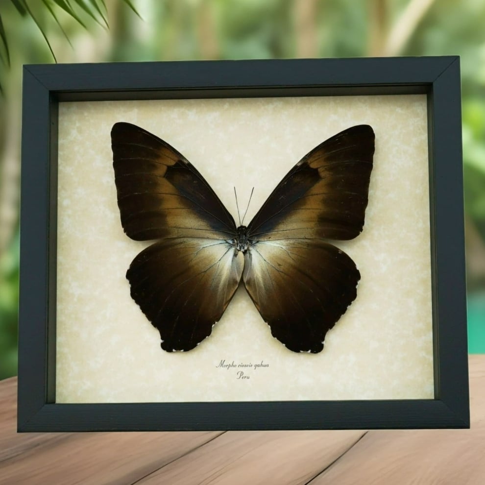 Morpho cisseis gahua Bronze Giant Framed Morpho Butterfly