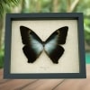 Morpho cisseis gahua Orange Green Giant Framed Morpho Butterfly