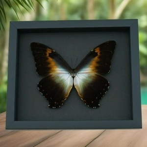 Morpho cisseis gahua Orange Green Giant Framed Morpho Butterfly Moonlight Display