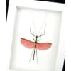 Marmessoidea Rosea Pink Winged Stick Insect Taxidermy Vibrant White Display