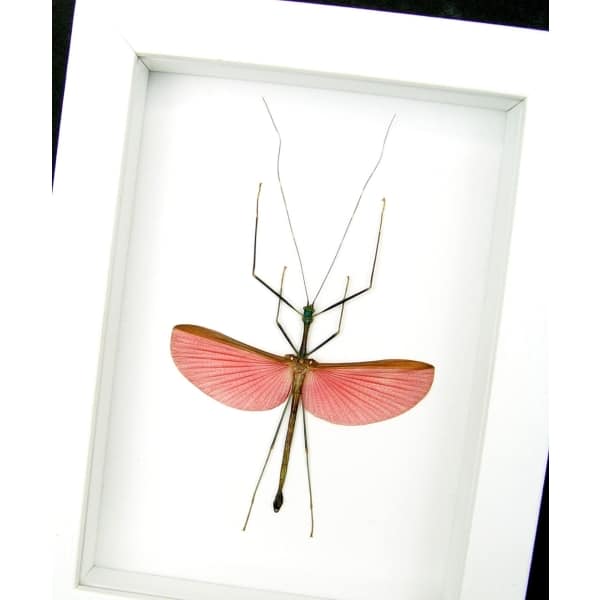Marmessoidea Rosea Pink Winged Stick Insect Taxidermy Vibrant White Display