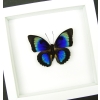 Rare Hybrid Butterfly Agrias beatifica lachaumei Prepona laertes Framed Vibrant White Display