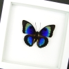 Rare Hybrid Butterfly Agrias beatifica lachaumei Prepona laertes Framed Vibrant White Display