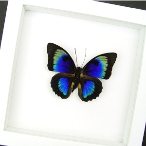 Rare Hybrid Butterfly Agrias beatifica lachaumei Prepona laertes Framed Vibrant White Display