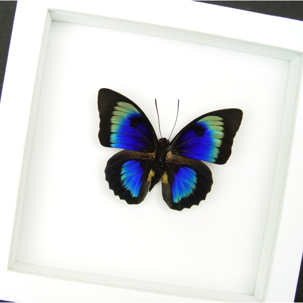 Rare Hybrid Butterfly Agrias beatifica lachaumei Prepona laertes Framed Vibrant White Display