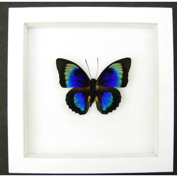 Rare Hybrid Butterfly Agrias beatifica lachaumei Prepona laertes Framed Vibrant White Display