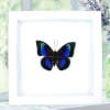 Rare Electric Blue Hybrid Butterfly Framed Vibrant White Display
