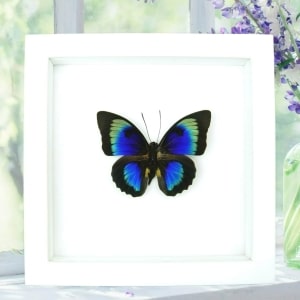 Rare Hybrid Butterfly Agrias beatifica lachaumei Prepona laertes Framed Vibrant White Display