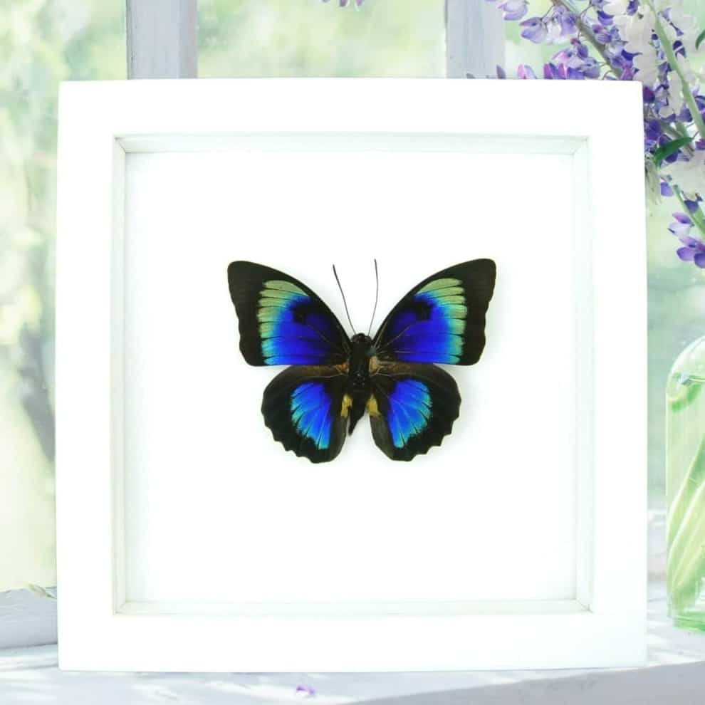 Rare Hybrid Butterfly Agrias beatifica lachaumei Prepona laertes Framed Vibrant White Display Rare Hybrid Butterfly Agrias beatifica lachaumei Prepona laertes Framed Vibrant White Display