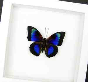 Rare Electric Blue Hybrid Butterfly Framed Vibrant White Display