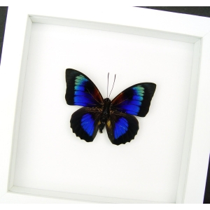 Rare Electric Blue Hybrid Butterfly Framed Vibrant White Display