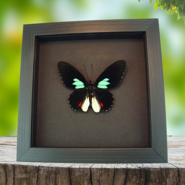 Emerald Patched Cattleheart Butterfly Parides sesostris Framed Taxidermy Moonlight Display