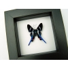 Rhetus arcius Blue Swallowtail Butterfly Framed Classic Black Display