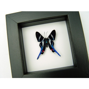 Rhetus arcius Blue Swallowtail Butterfly Framed Classic Black Display