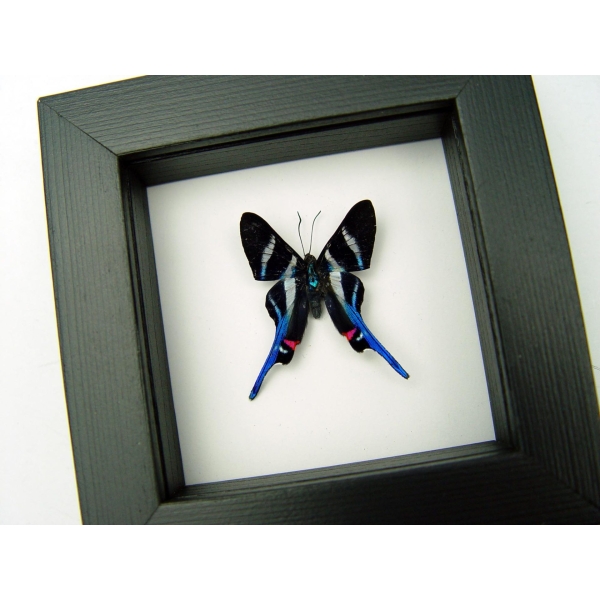 Rhetus arcius Blue Swallowtail Butterfly Framed Classic Black Display