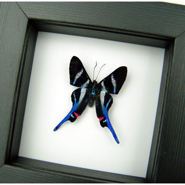 Rhetus arcius Blue Swallowtail Butterfly Framed Classic Black Display