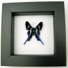 Rhetus arcius Blue Swallowtail Butterfly Framed Classic Black Display