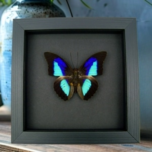 Rare Electric Blue Purple Butterfly Prepona omphale Framed Moonlight Display