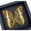 Real Framed Owl Butterfly Caligo atreus ajax Verso Taxidermy Moonlight Display