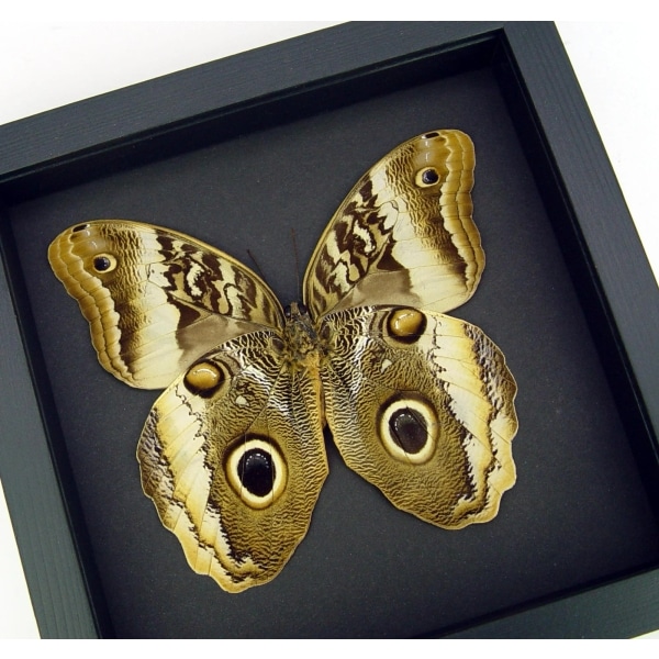 Real Framed Owl Butterfly Caligo atreus ajax Verso Taxidermy Moonlight Display
