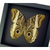 Real Framed Owl Butterfly Caligo atreus ajax Verso Taxidermy Moonlight Display