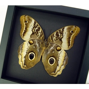 Real Framed Owl Butterfly Caligo atreus ajax Verso Taxidermy Moonlight Display