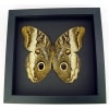 Real Framed Owl Butterfly Caligo atreus ajax Verso Taxidermy Moonlight Display