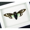 Real Blue Cicada Tosena splendida Framed Taxidermy Vibrant White Display