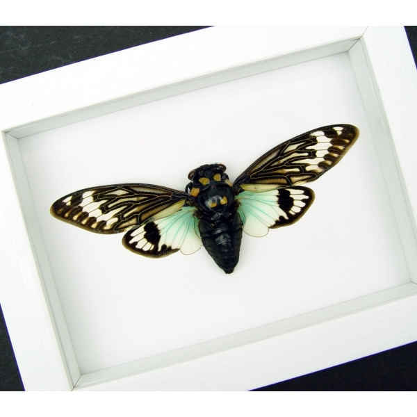 Real Blue Cicada Tosena splendida Framed Taxidermy Vibrant White Display