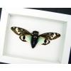 Real Blue Cicada Tosena splendida Framed Taxidermy Vibrant White Display